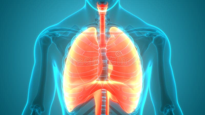 Human Internal Organs Respiratory System Lungs with Diaphragm Anatomy Stock Illustration - Illustration of diaphragm, alveolar: 181033454 Human Internal Organs Respiratory System Lungs with Diaphragm Anatomy Stock Illustration - Illustration of diaphragm, alveolar: 181033454