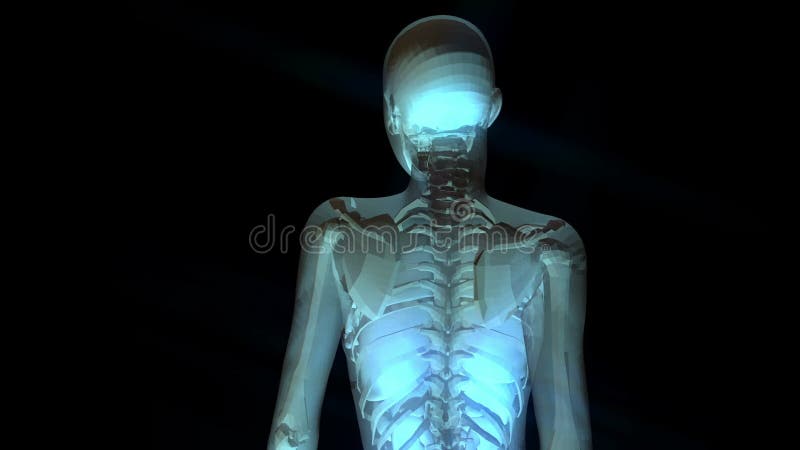 3D Animation of the human Anatomy