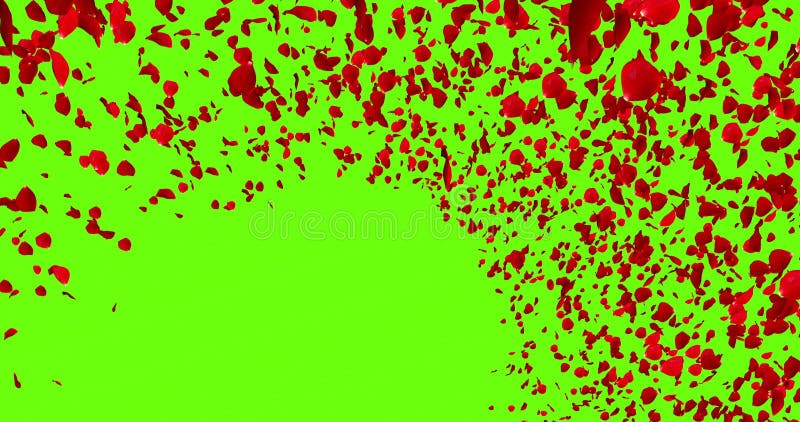 3d animation red rose petals flying with vortex on chroma key, green screen background