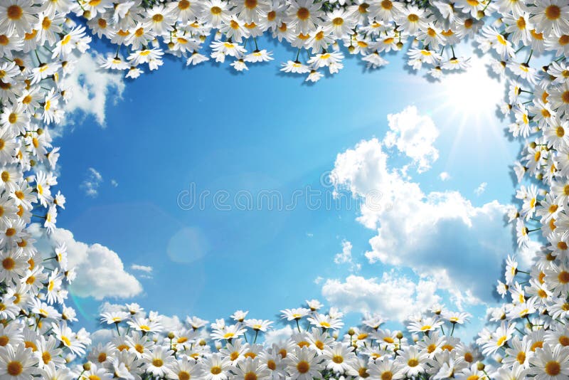 3d background, blue sky and chamomiles. 3d ceiling, 3d wallpaper, natura