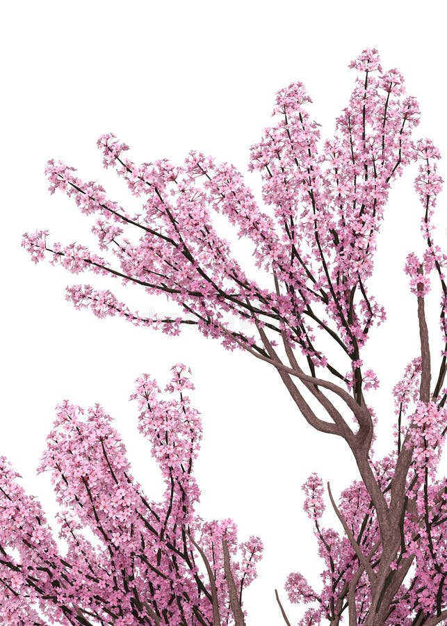 3D Blooming Sakura Branches Stock Illustration - Illustration of ...