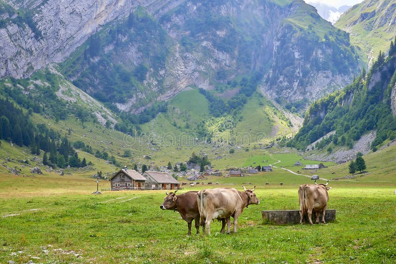 D'or-Brown effraye près de l'endroit d'arrosage sur le pâturage de montagne dans le petit village dans les Alpes suisses photographie stock libre de droits D'or-Brown effraye près de l'endroit d'arrosage sur le pâturage de montagne dans le petit village dans les Alpes suisses photographie stock libre de droits