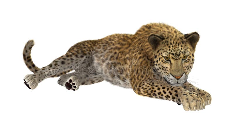3D che rende grande Cat Leopard su bianco illustrazione vettoriale 3D che rende grande Cat Leopard su bianco illustrazione vettoriale