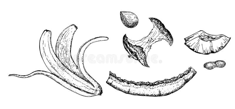 D?chets organiques, collection de compost de nourriture d'isolement sur le fond blanc croquis illustration libre de droits D?chets organiques, collection de compost de nourriture d'isolement sur le fond blanc croquis illustration libre de droits