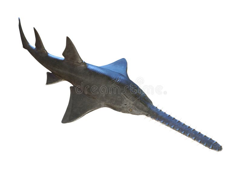 3D, das Onchopristis-Fische auf Weiß überträgt vektor abbildung