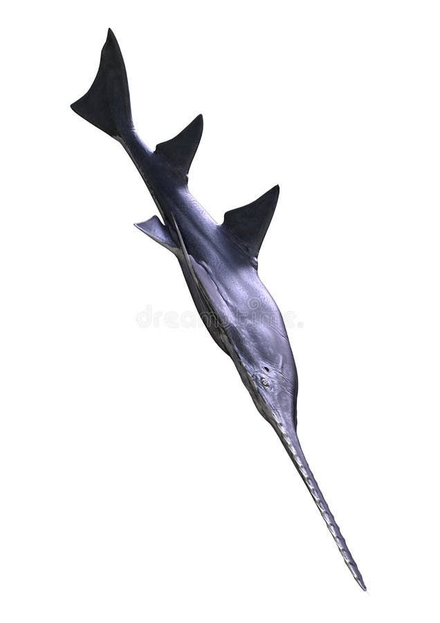 3D, das Onchopristis-Fische auf Weiß überträgt stock abbildung