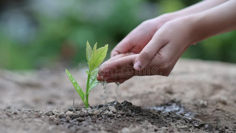 D?a de la Tierra del ambiente en las manos de los ?rboles que crecen alm?cigos Bokeh pone verde la mano femenina del fondo que so