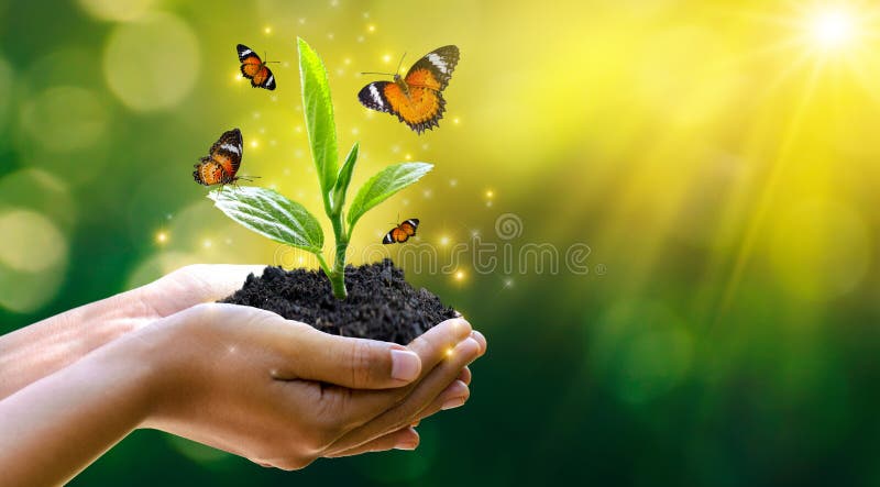 D?a de la Tierra del ambiente en las manos de los ?rboles que crecen alm?cigos ?rbol femenino de la tenencia de la mano del fondo D?a de la Tierra del ambiente en las manos de los ?rboles que crecen alm?cigos ?rbol femenino de la tenencia de la mano del fondo