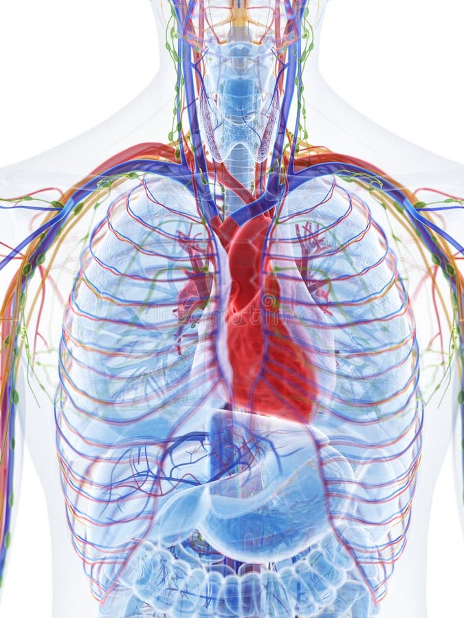 3D framförde den anatomical illustrationen stock illustrationer 3D framförde den anatomical illustrationen stock illustrationer