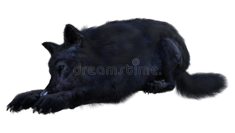 3d fusione di lupo nero su bianco illustrazione di stock