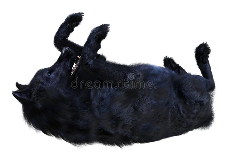 3d fusione di lupo nero su bianco illustrazione vettoriale