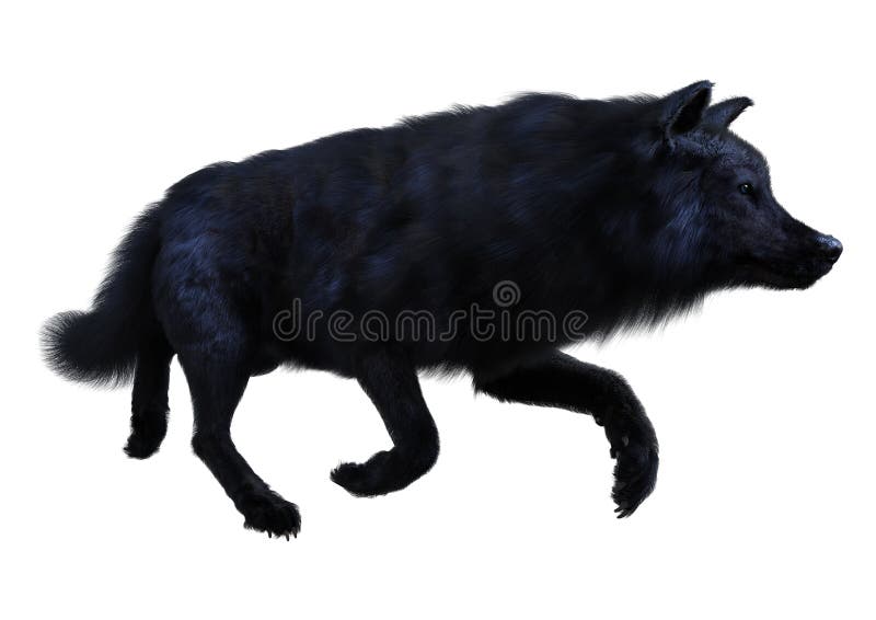 3d fusione di lupo nero su bianco royalty illustrazione gratis