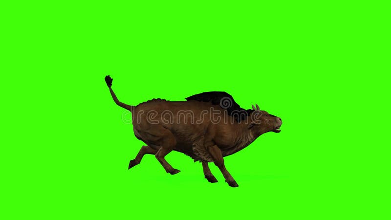 3D Buffalo Running Entering the Left Side and Outing on Right Side ...