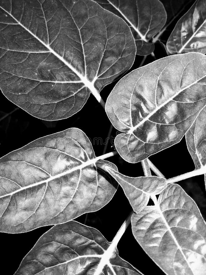 3D Grey Leaves Beautiful Wallpaper Useful Every Where Stock Image