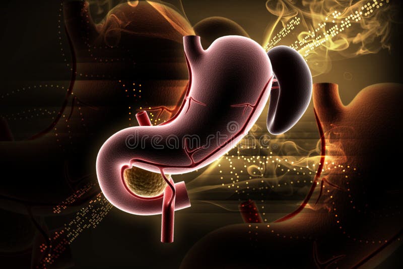 3d ha reso lo stomaco a colori il fondo illustrazione vettoriale 3d ha reso lo stomaco a colori il fondo illustrazione vettoriale