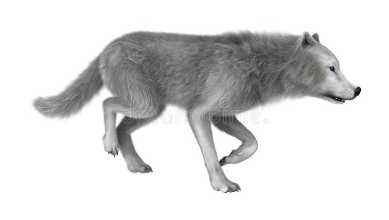 3D het Teruggeven Polaire Wolf op Wit royalty-vrije stock afbeelding 3D het Teruggeven Polaire Wolf op Wit royalty-vrije stock afbeelding