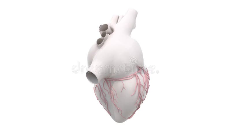 3d Human Heart Organ Rotation Stock Footage - Video of animation, stress:  67161312