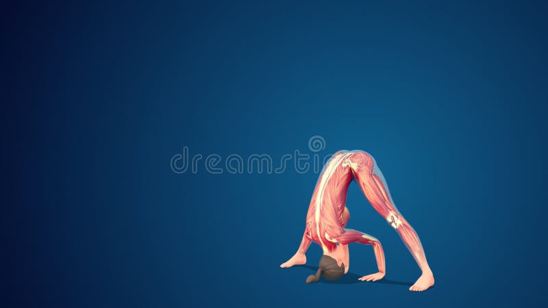 3D human Prasarita padottanasana wide-stance forward bend yoga pose on blue  background Stock Photo - Alamy