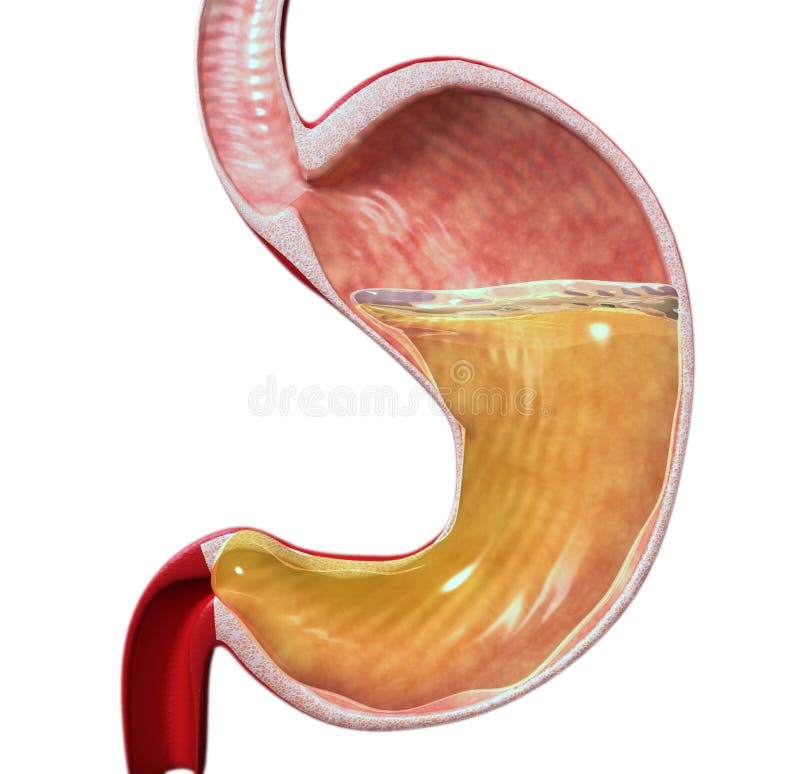 3d human stomach royalty free illustration 3d human stomach royalty free illustration