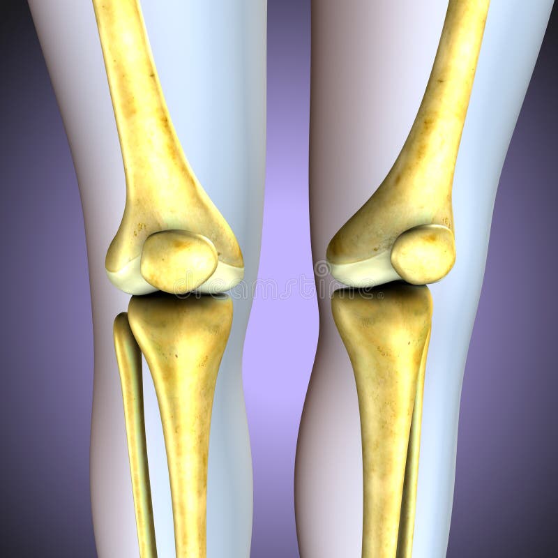 3D Illustratie de menselijke knie beent skeletachtig systeem uit royalty-vrije illustratie 3D Illustratie de menselijke knie beent skeletachtig systeem uit royalty-vrije illustratie