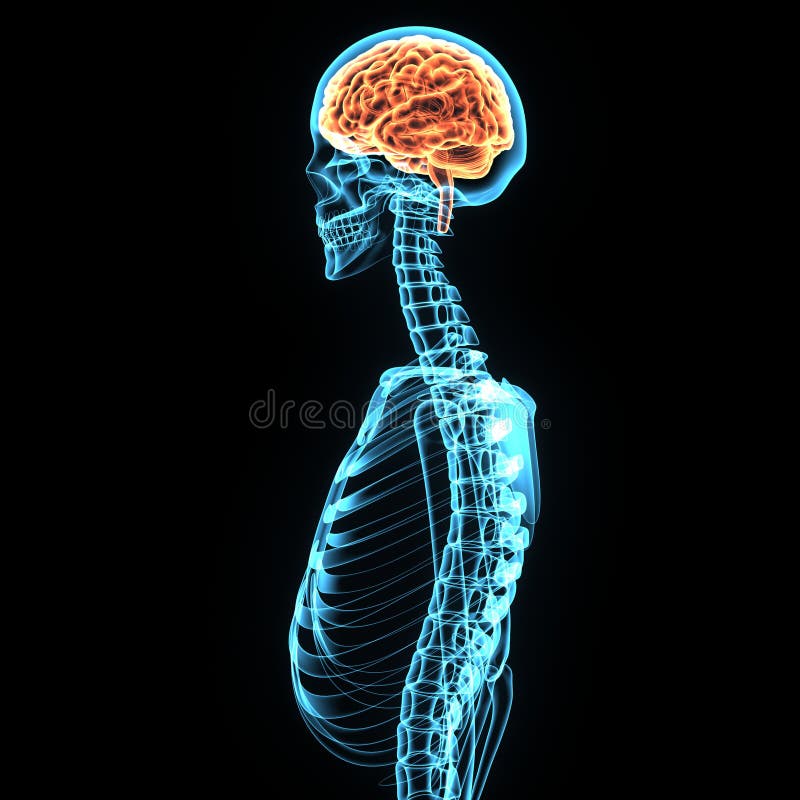 3d illustratie van de anatomie van menselijk lichaamshersenen vector illustratie 3d illustratie van de anatomie van menselijk lichaamshersenen vector illustratie
