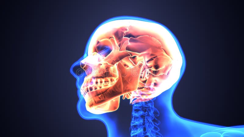 3d illustratie van het Menselijke Diagram van de Schedelanatomie | Periodiek royalty-vrije illustratie 3d illustratie van het Menselijke Diagram van de Schedelanatomie | Periodiek royalty-vrije illustratie