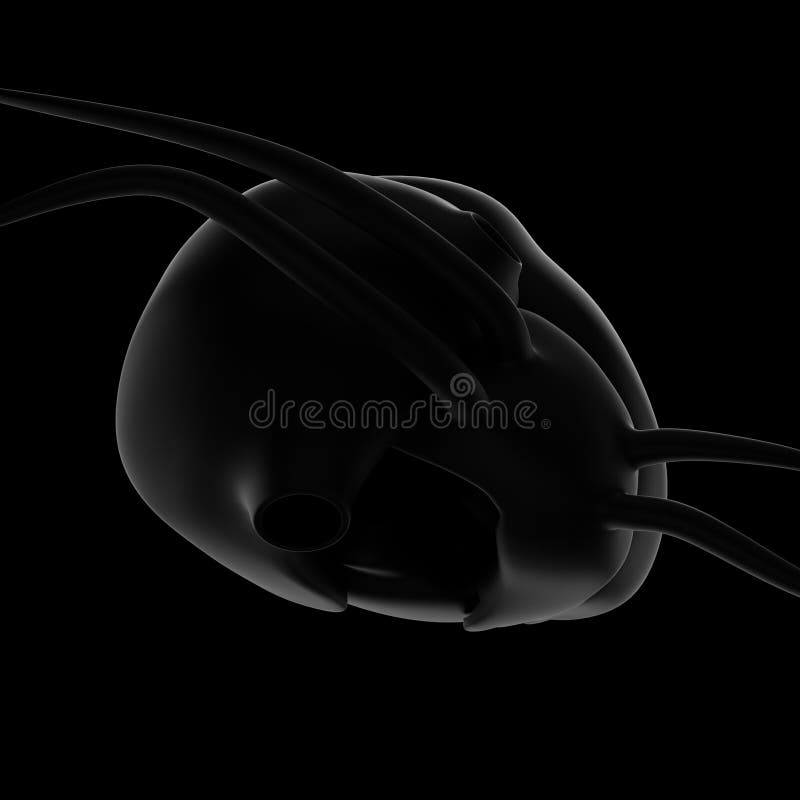 3D Illustratie van Menselijk Hart Hoogste mening, zwarte achtergrond vector illustratie 3D Illustratie van Menselijk Hart Hoogste mening, zwarte achtergrond vector illustratie