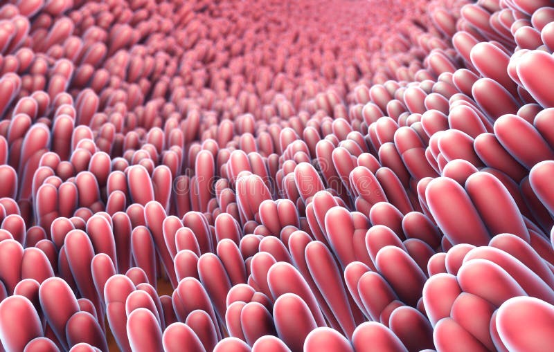 3d illustratie van microscopische close-up van darmvillus royalty-vrije illustratie 3d illustratie van microscopische close-up van darmvillus royalty-vrije illustratie