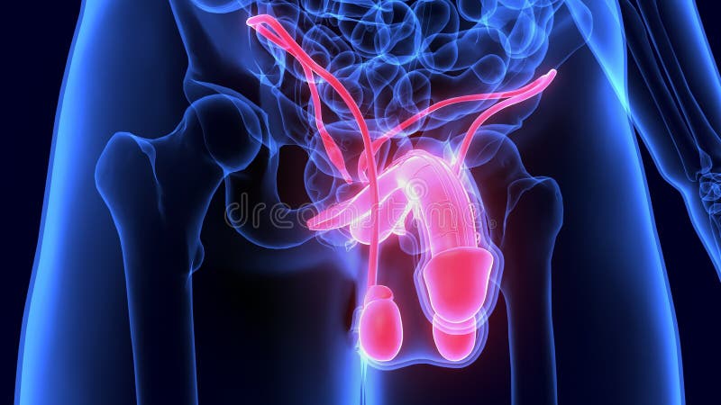 3d Illustration of Anatomy of the Male Reproductive System Stock  Illustration - Illustration of human, organs: 118445430