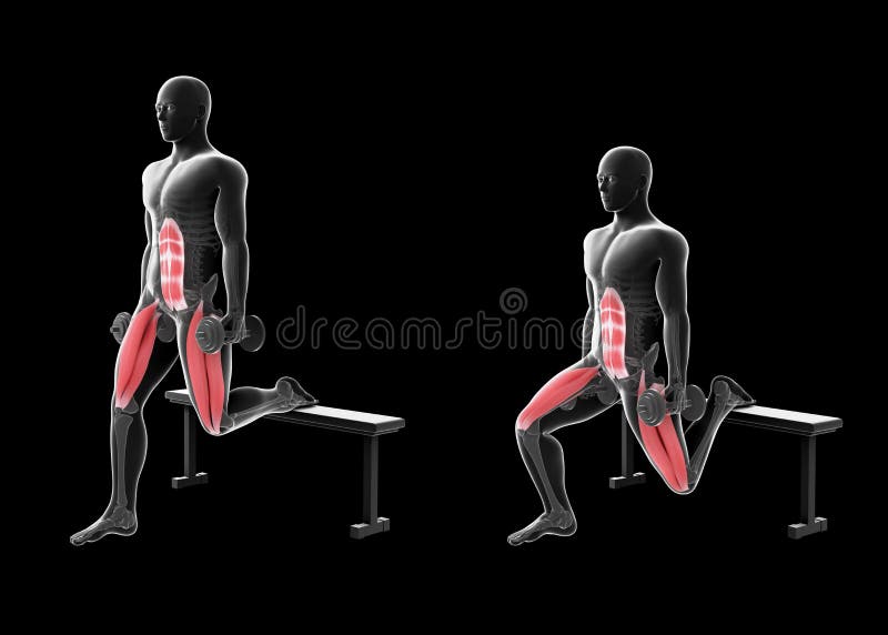 Squat with dumbbell stock illustration. Illustration of mass 28805705
