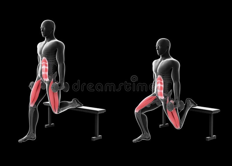 3d Illustration of Bulgarian Split Squat at the Multipower Stock  Illustration - Illustration of quadriceps, background: 221409667