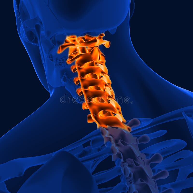 3D_Illustration_cervical_spine_human_skeleton_medical_concept Stock ...