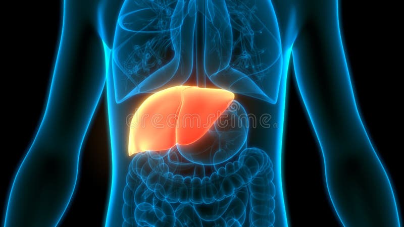 Human Internal Digestive Organ Liver Anatomy Stock Illustration ...