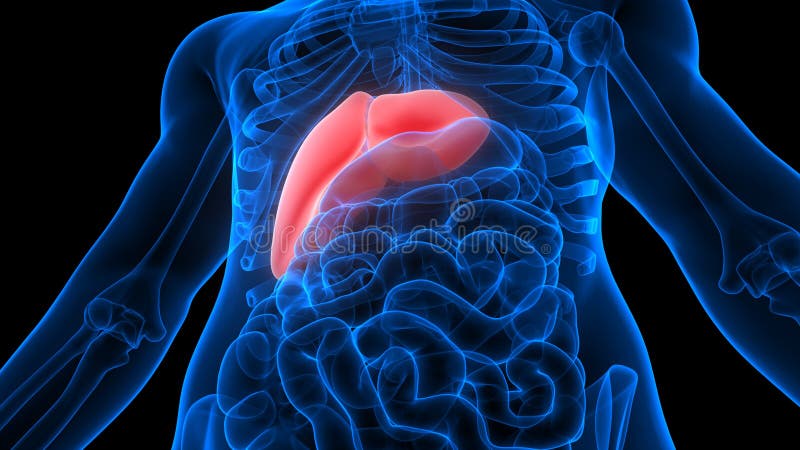 3d Illustration Of Human Body Liver Anatomy Stock Illustration - Illustration of necessary ...