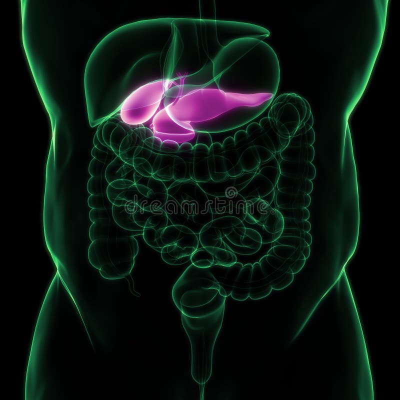 Human Internal Organs Pancreas with Gallbladder Anatomy Stock ...