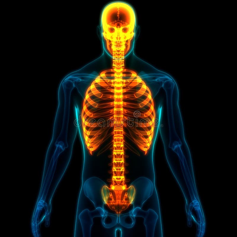 Human Skeleton System Axial Skeleton Anatomy Stock Illustration