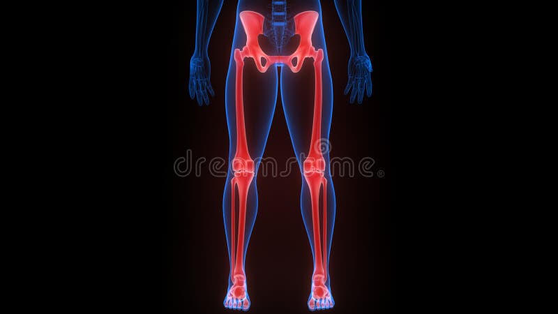 Lower Limbs Bone Joints of Human Skeleton System Anatomy 3d Rendering ... Biology Diagrams