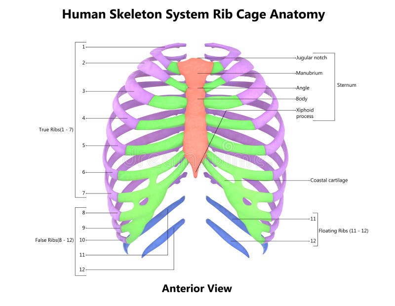 Human anterior spine stock illustration. Illustration of herniated ...