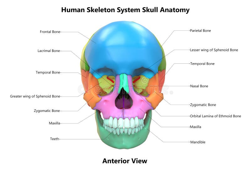 Blank skull diagram to label
