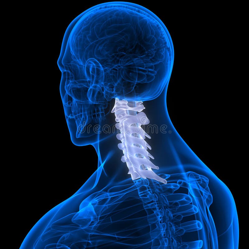 Spinal Cord Vertebral Column Cervical Vertebrae of Human Skeleton ...