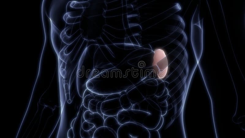 Spleen a Part of Human Internal Organ System Anatomy X-ray 3D Rendering ...