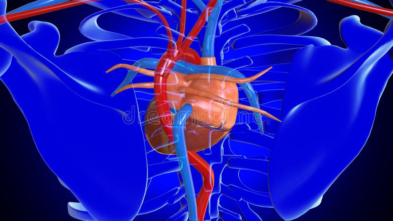 Головной мозг печень кровь. Сердечно-сосудистые заболевания. Сердечно сосудистая система. Сосуды сердца.