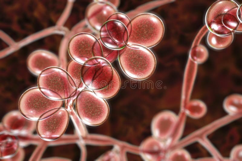 Fungi Candida Which Cause Candidiasis Thrush Stock Illustration