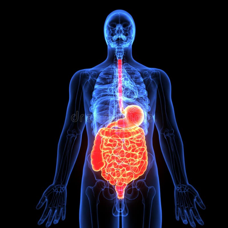 3d Illustration of Human Body Digestive System Stock Illustration