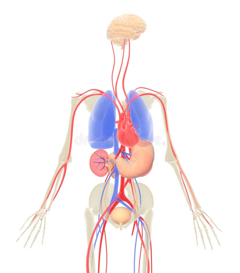 Female Lower Back Anatomy Internal Organs / Full Human ...