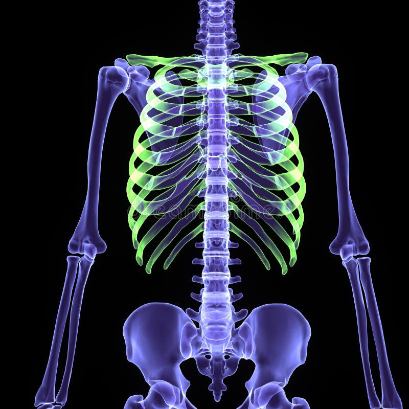 3d illustration human body skeleton vector illustration