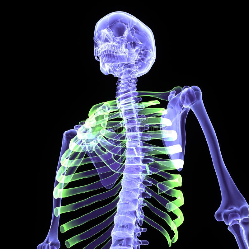 3d illustration human body skeleton stock illustration