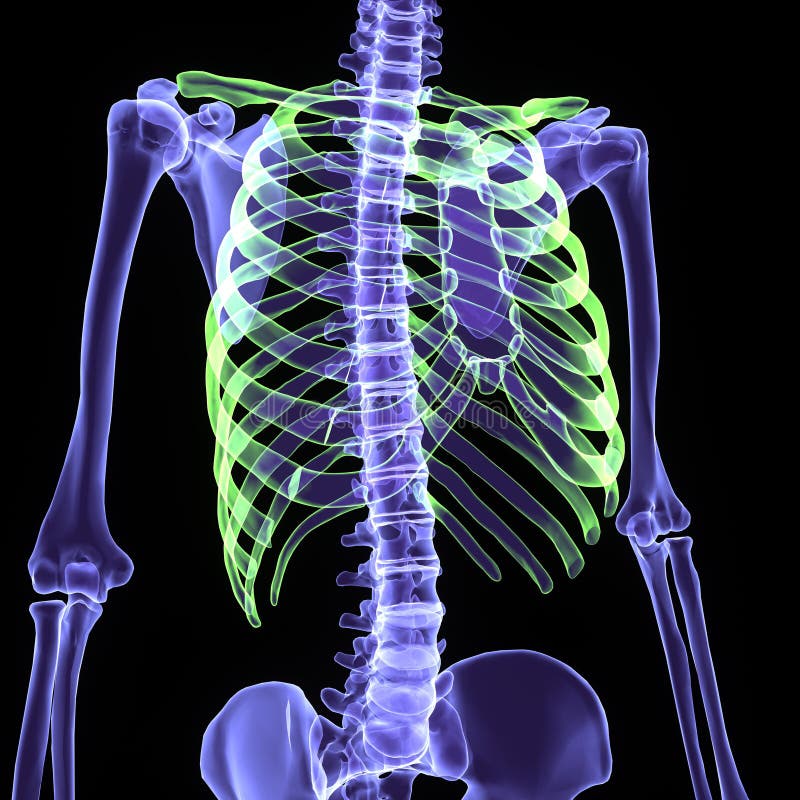 3d illustration human body skeleton royalty free illustration