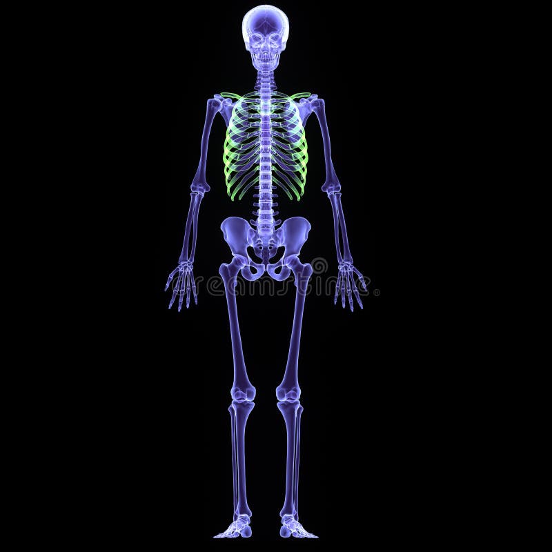 3d illustration human body skeleton stock illustration