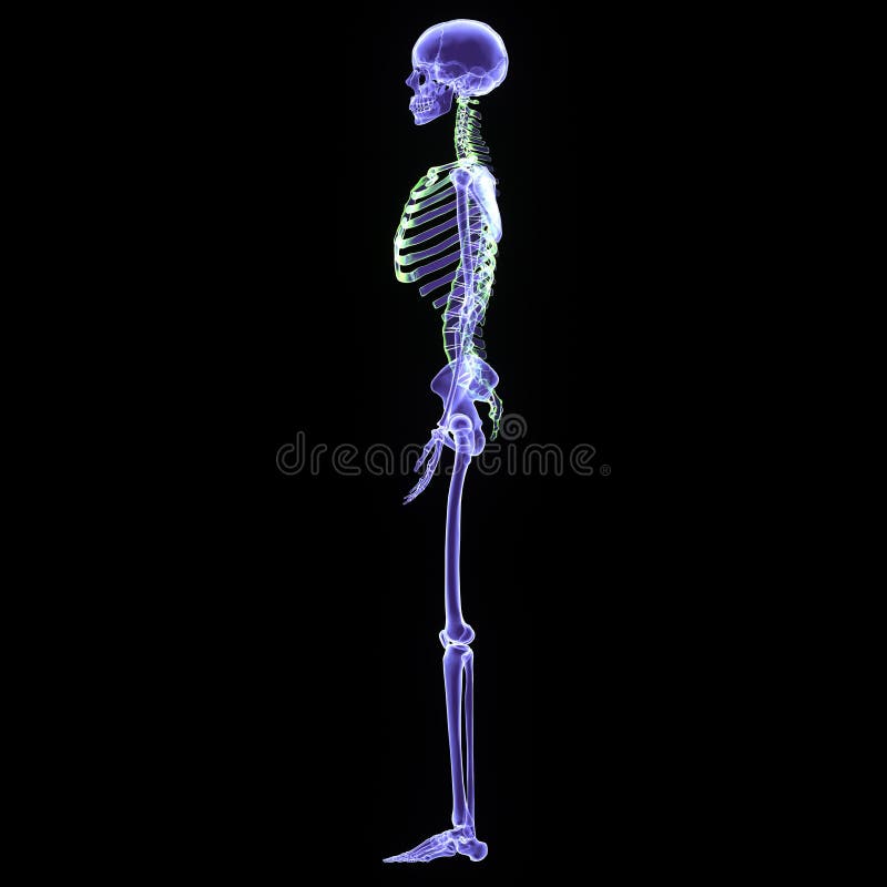 3d illustration human body skeleton vector illustration
